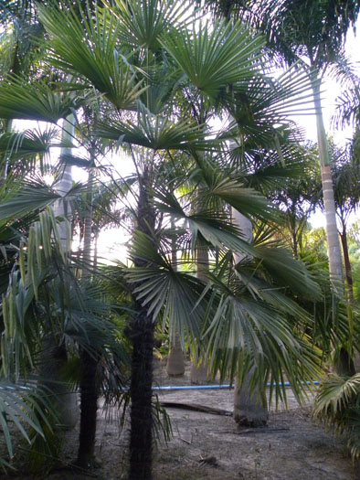 Trachycarpus fortunei 2.jpg